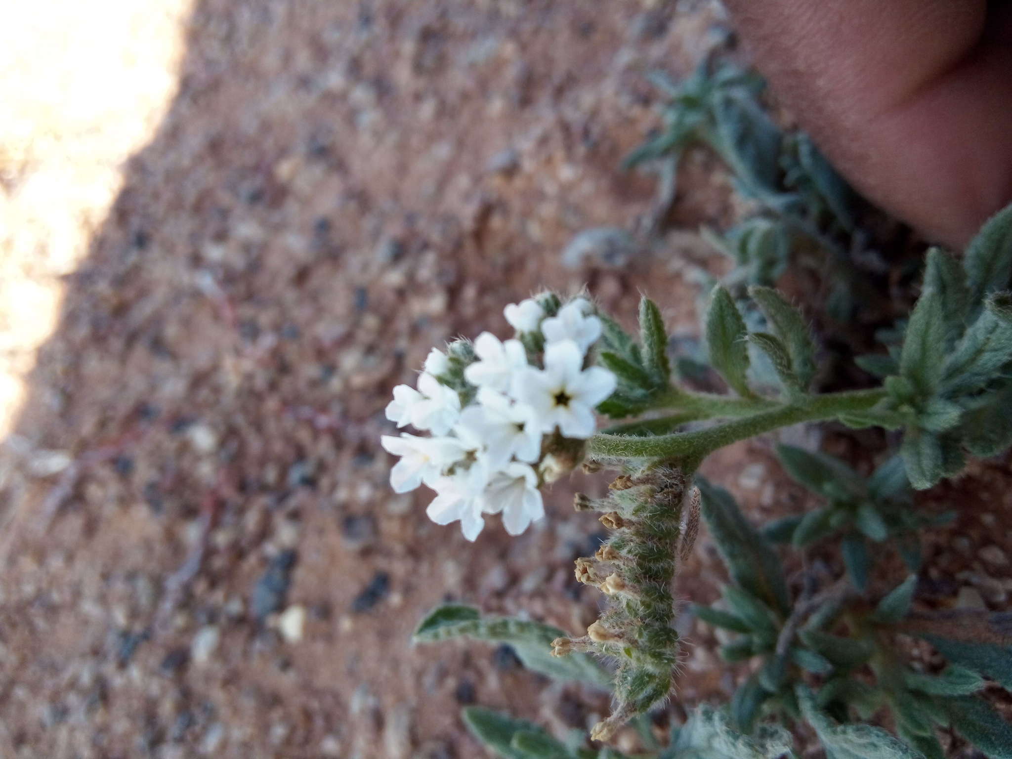 Image de Heliotropium bacciferum Forsk.