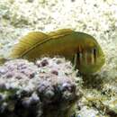 Image of Red-striped coral goby