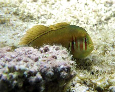 Image of Red-striped coral goby