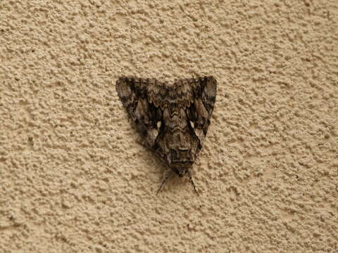 Image of Yellow-banded Underwing