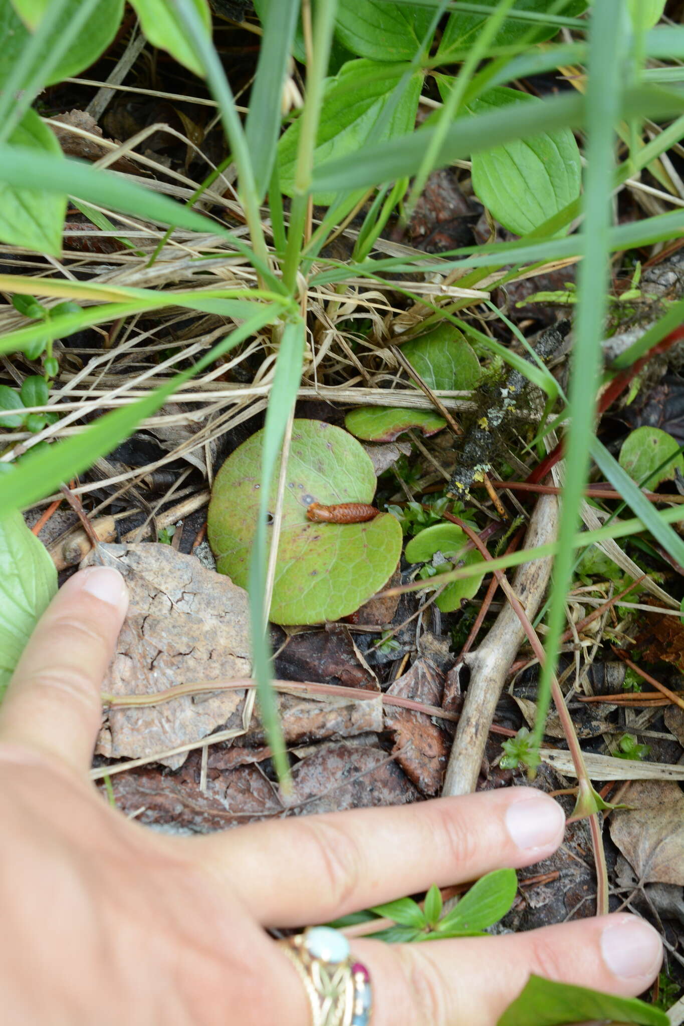 Image of liverleaf wintergreen