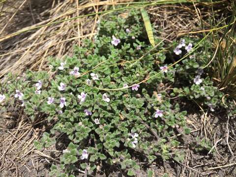 Imagem de Clinopodium nubigenum (Kunth) Kuntze