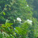 Sivun Ipomoea chiriquensis Standl. kuva