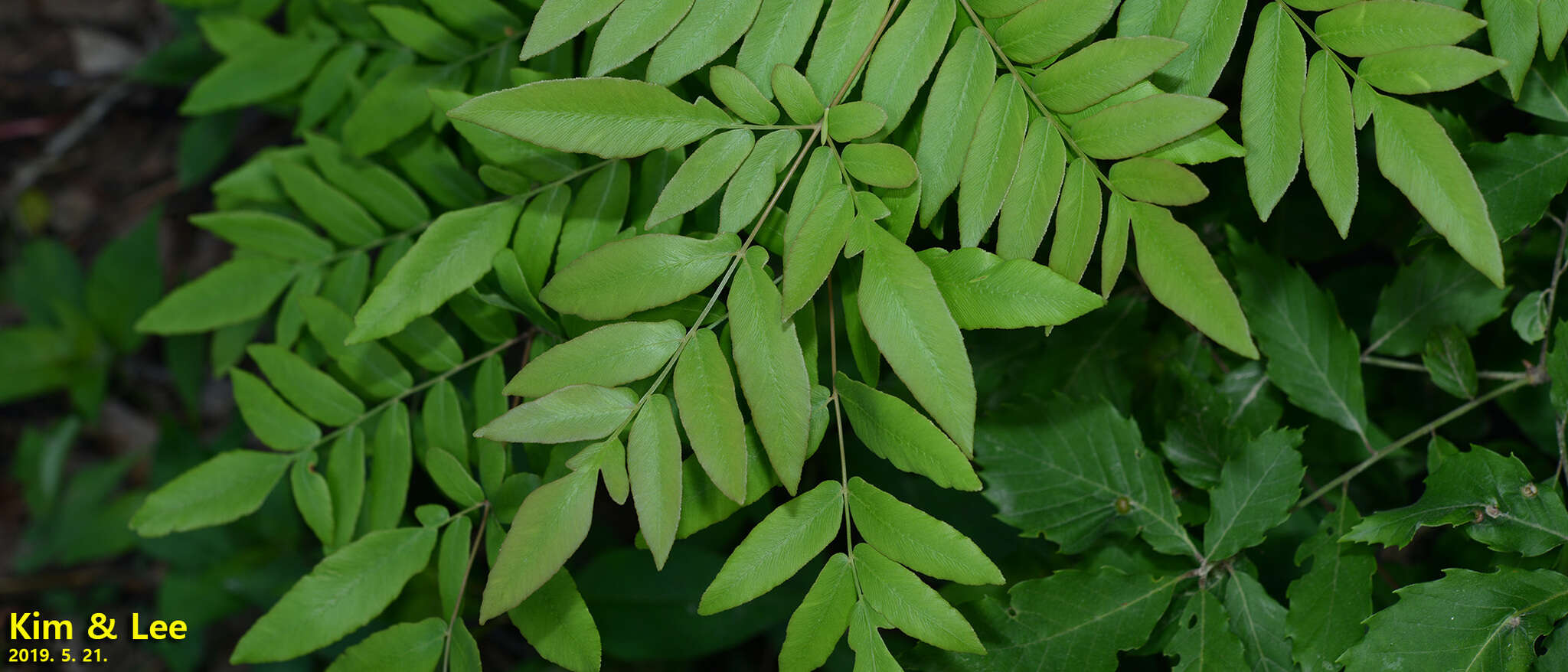 Image of Osmunda japonica Thunb.