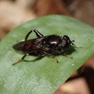 Image of Chalcosyrphus libo (Walker 1849)