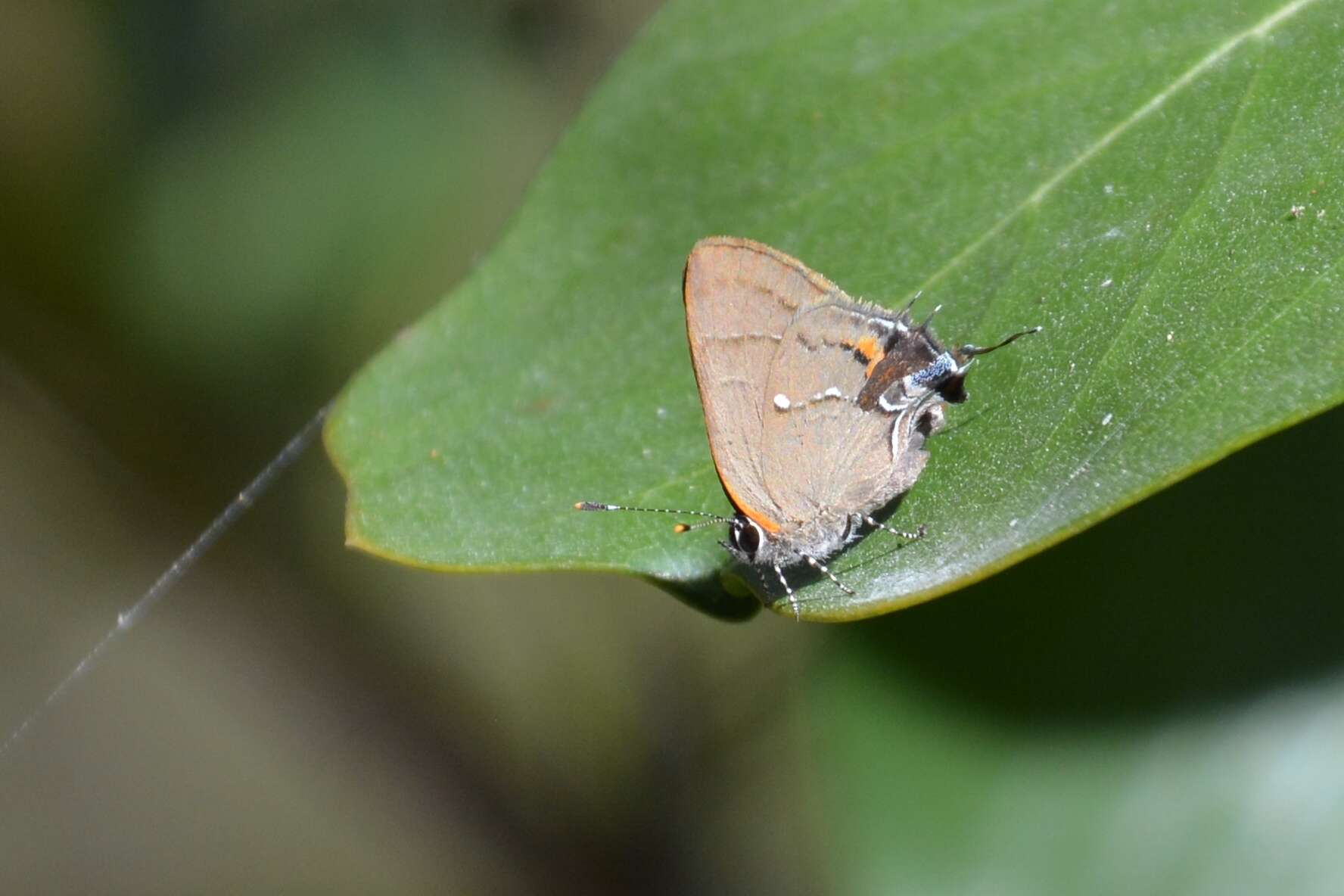 Image of Fulvous Hairstreak