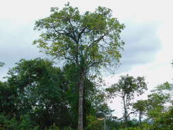 Image of Eriotheca roseorum (Cuatrec.) A. Robyns