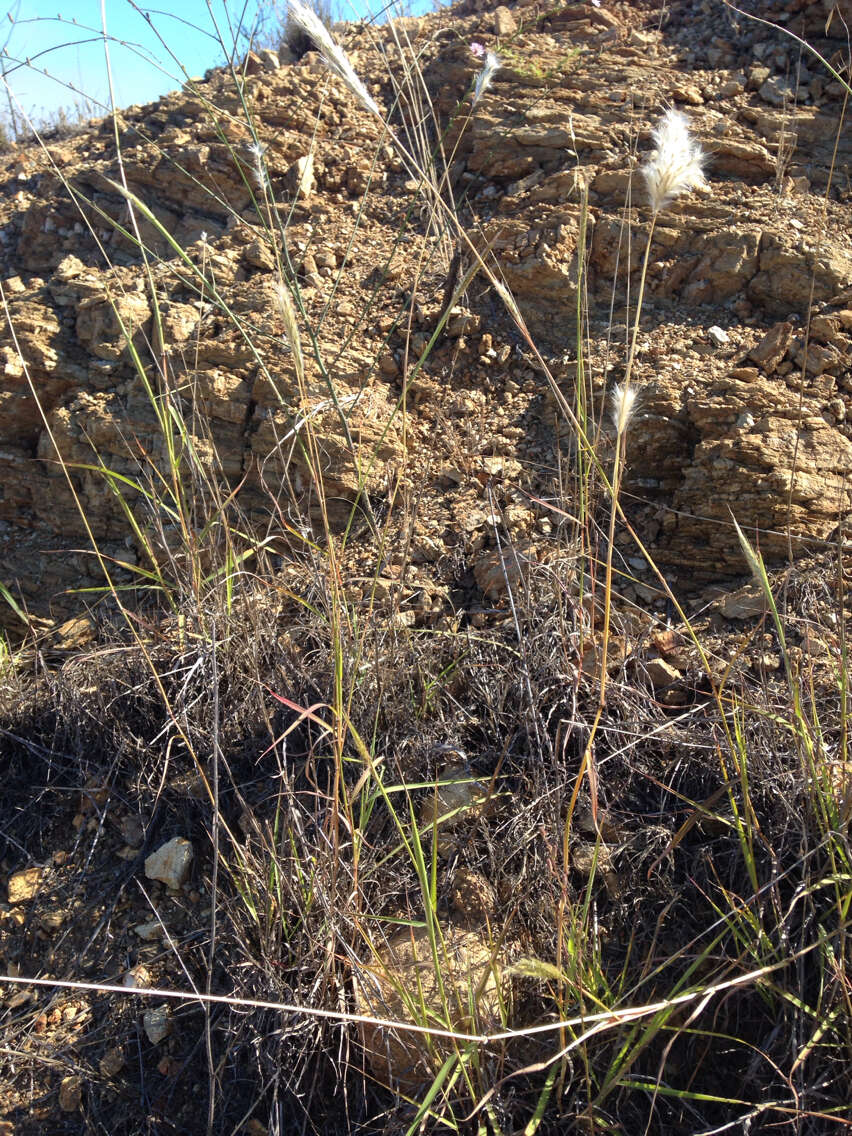 Image de Bothriochloa barbinodis (Lag.) Herter