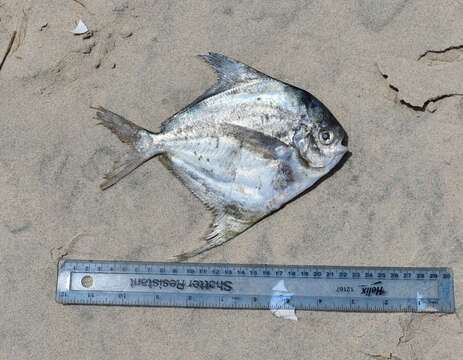 Image of American Harvestfish