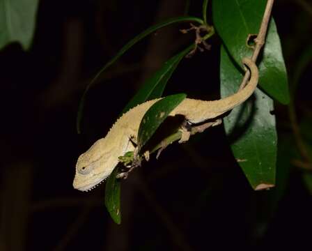 Image of Black-headed Dwarf Chameleon