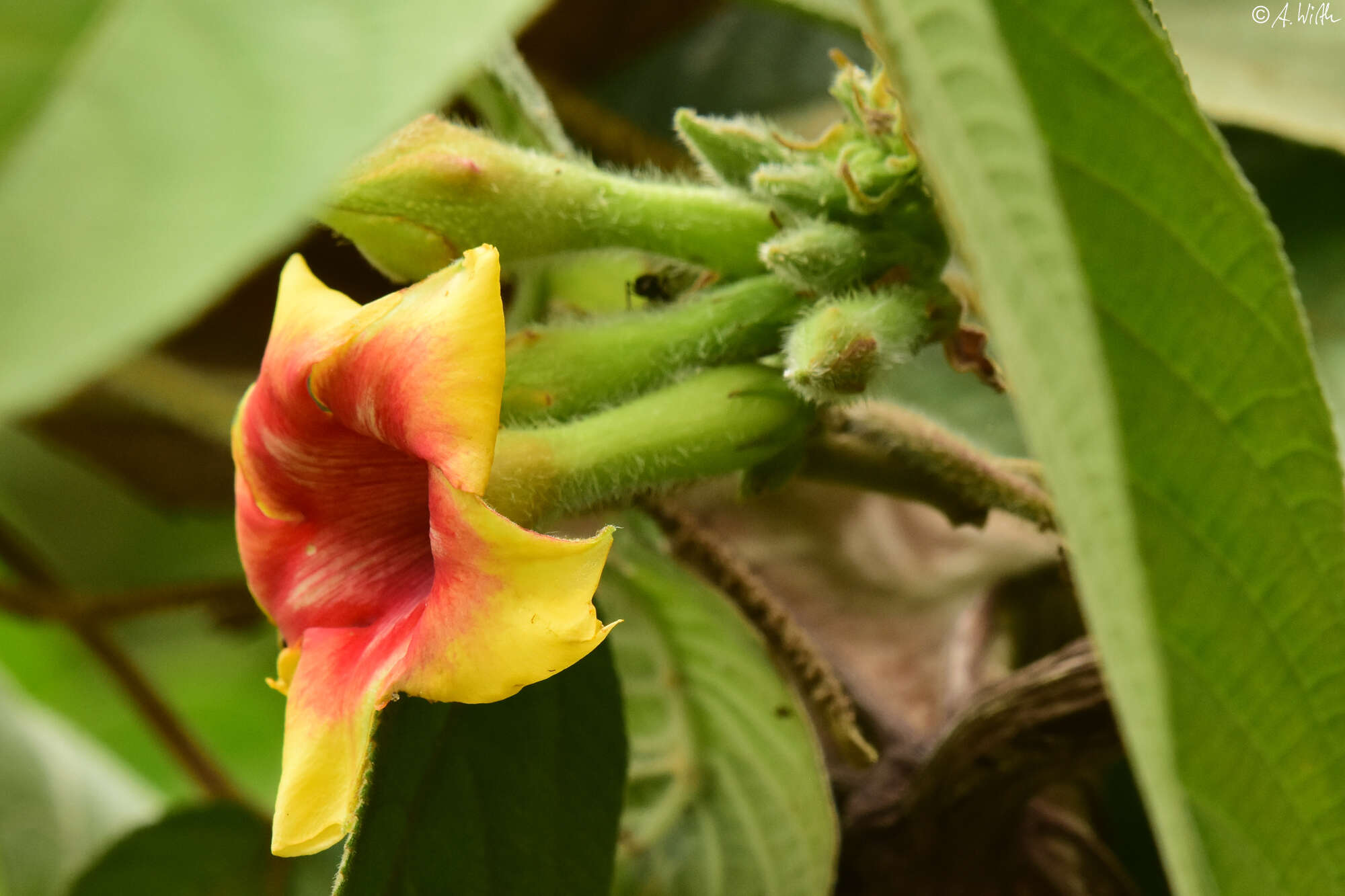 Image of Mandevilla hirsuta (Richard) Malme