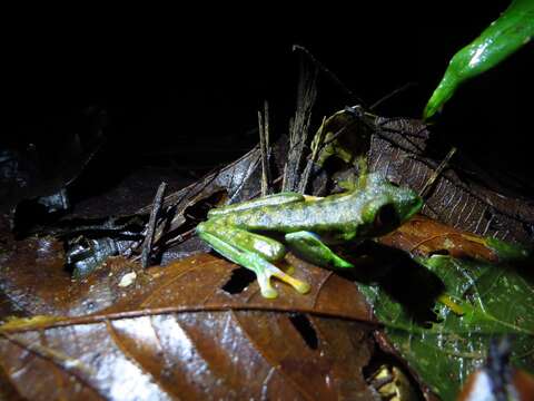 Image of Misfit Leaf Frog