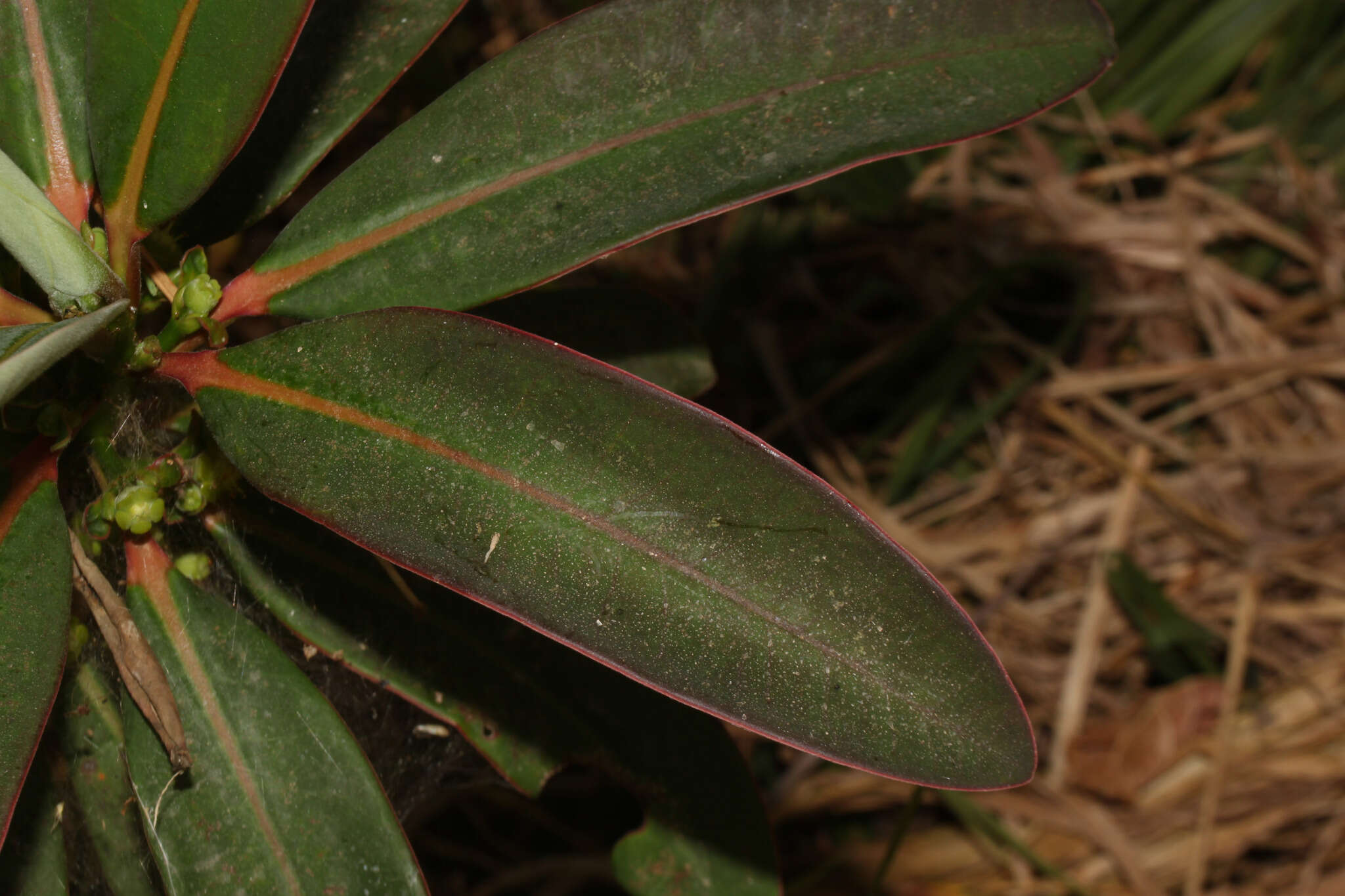 Sivun Euphorbia laurifolia Juss. ex Lam. kuva