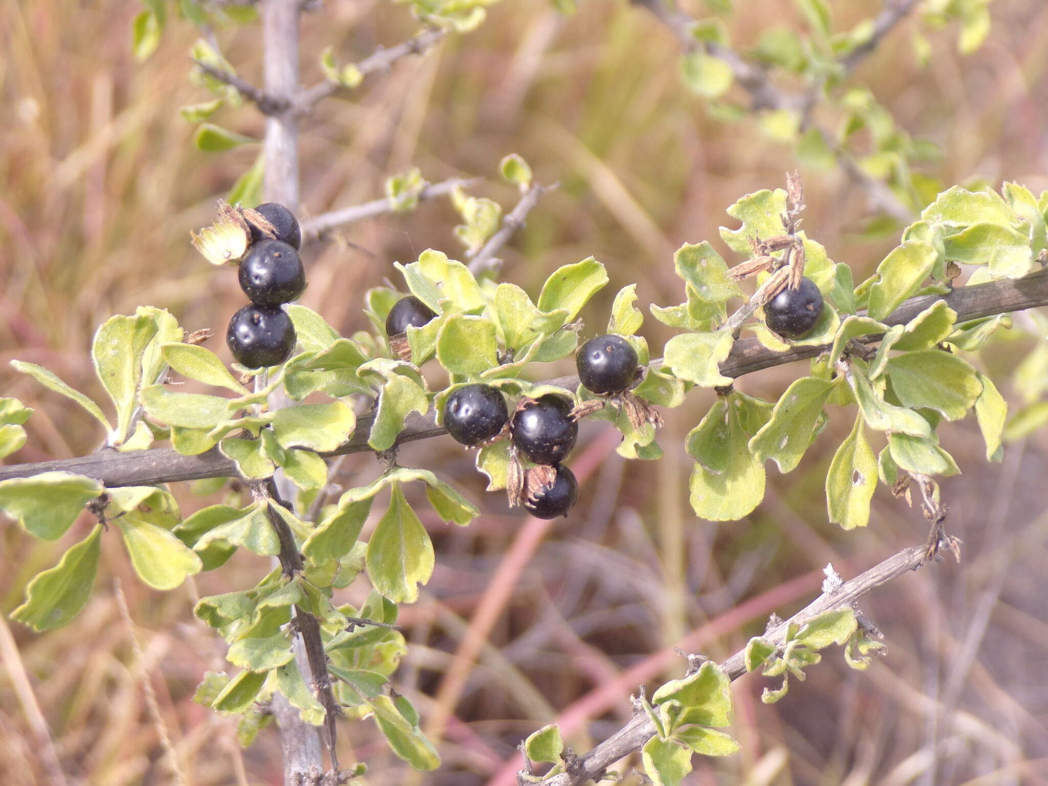 Image of Citharexylum flabellifolium S. Watson