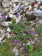 Image of Oxytropis neglecta Ten.