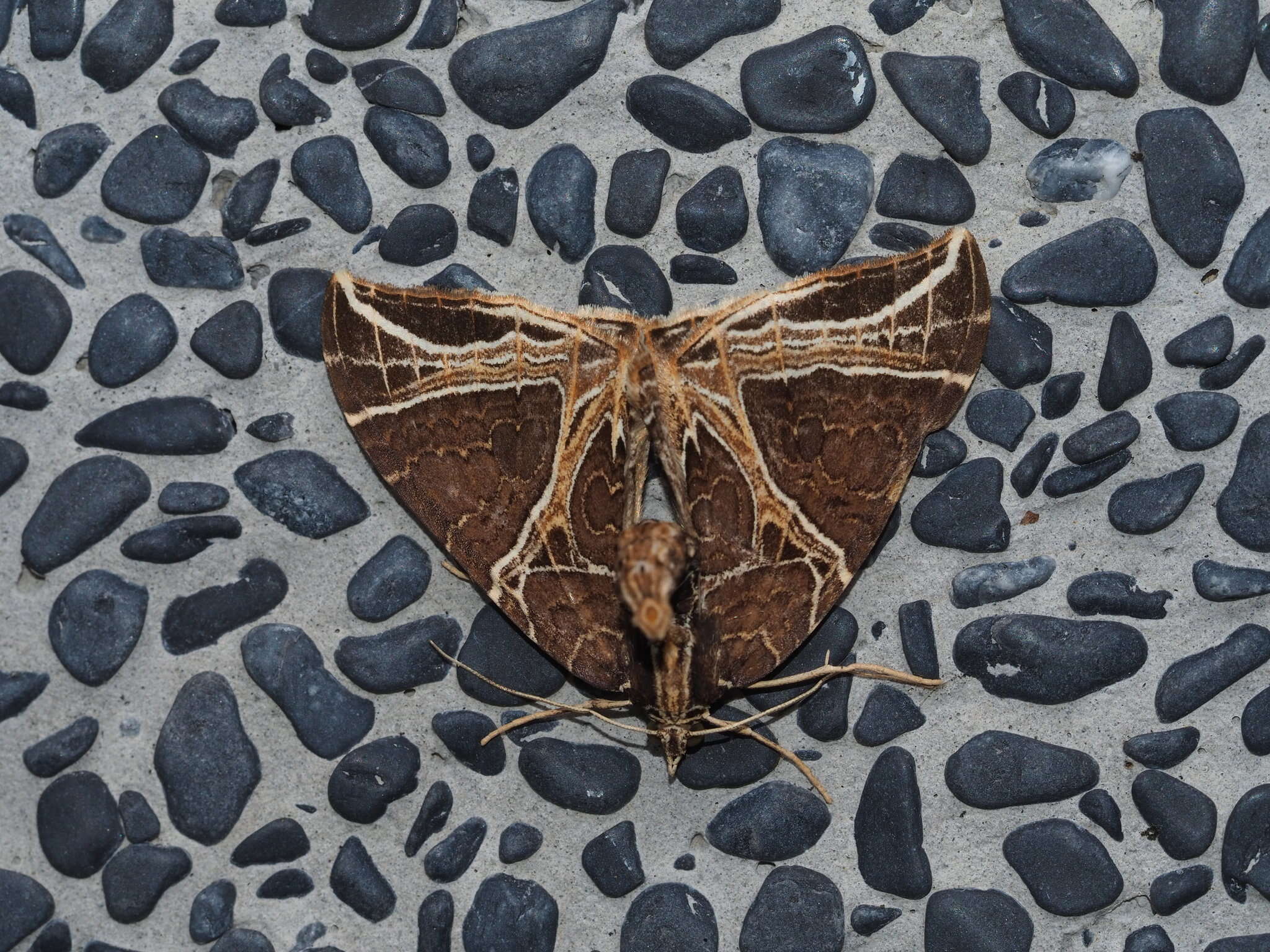 Слика од Ecliptopera rectilinea kanshinensis Prout 1940
