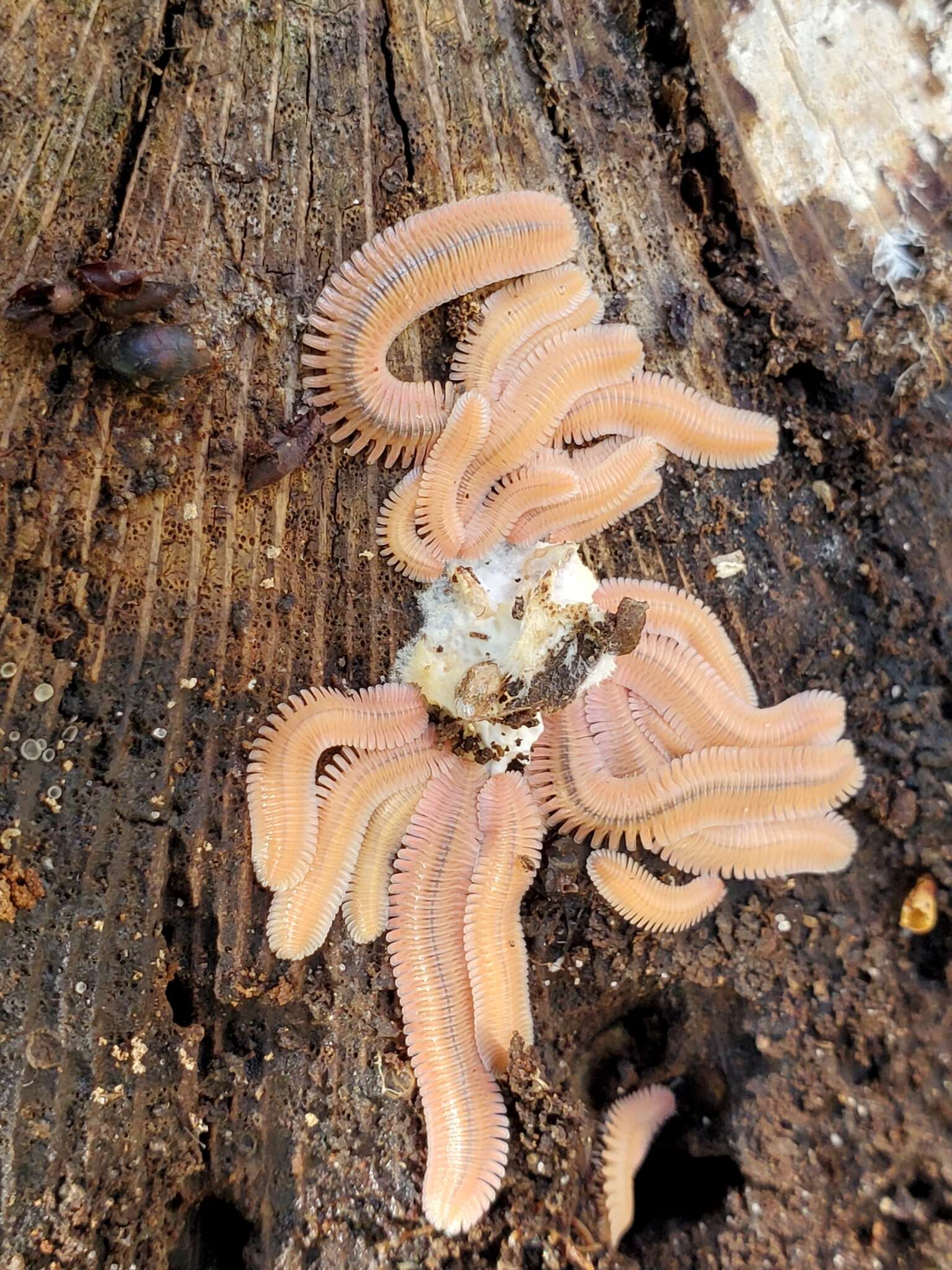 Image of Brachycybe lecontii Wood 1864