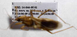 Image of Reduvius testaceus (Herrich-Schaeffer 1848)