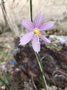 Image of inflated grasswidow