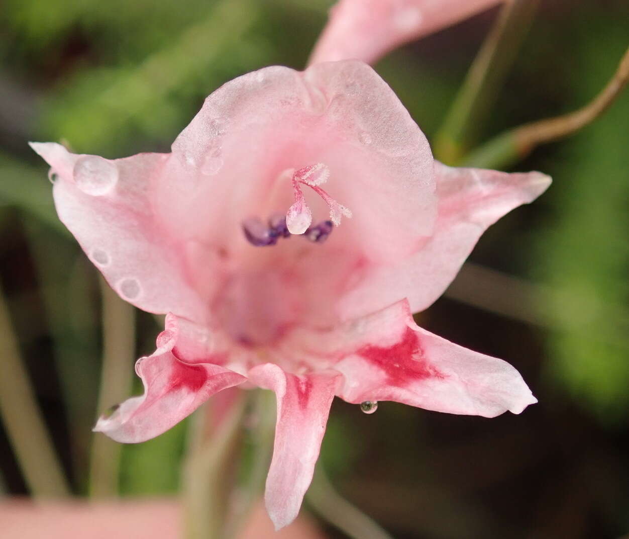 Plancia ëd Gladiolus nigromontanus Goldblatt