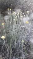 Image of Helichrysum stoechas subsp. stoechas