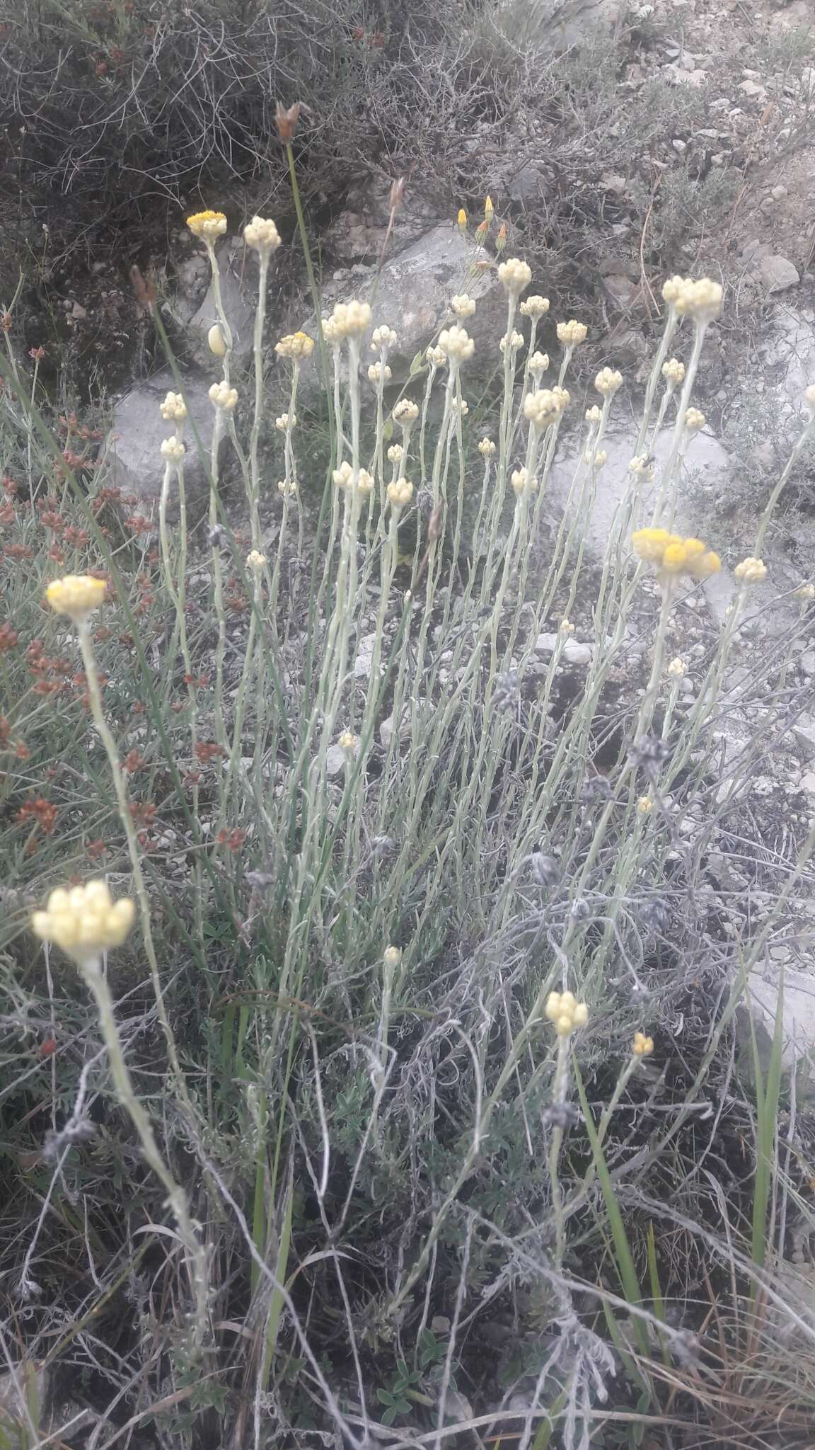 Image of Helichrysum stoechas subsp. stoechas