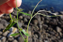 Image of Wahlenbergia rupestris G. Simpson