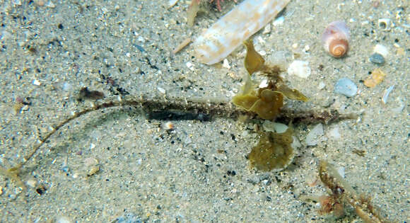 Image of Girdled pipefish