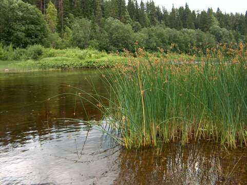 Слика од Schoenoplectus lacustris (L.) Palla