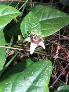 Image of corkystem passionflower