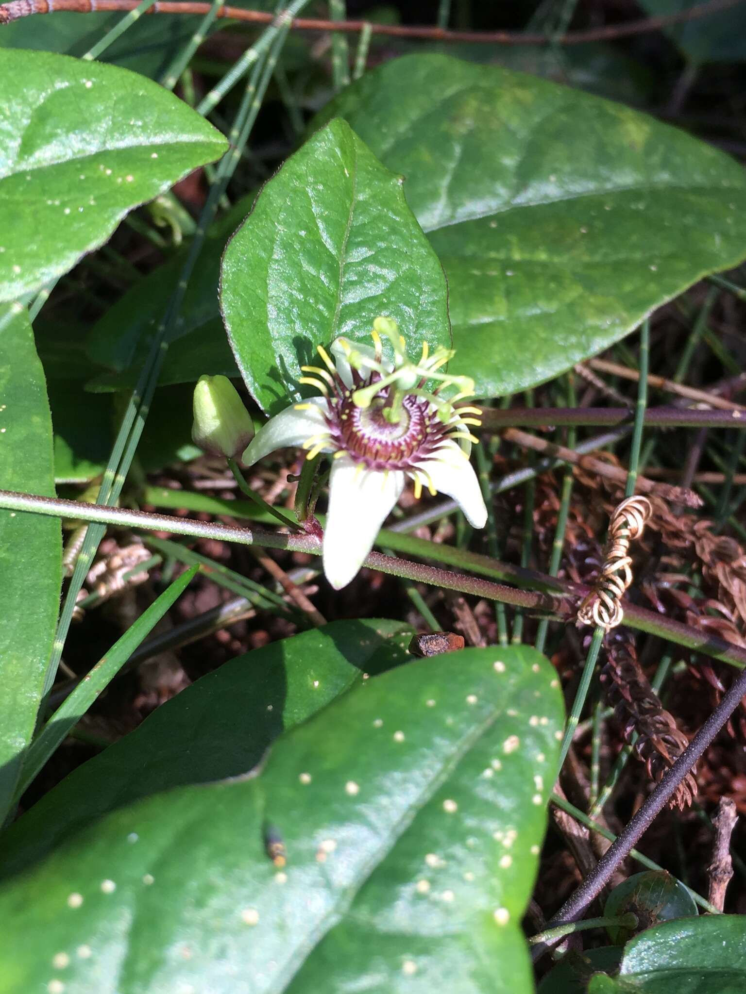 Imagem de Passiflora pallida L.