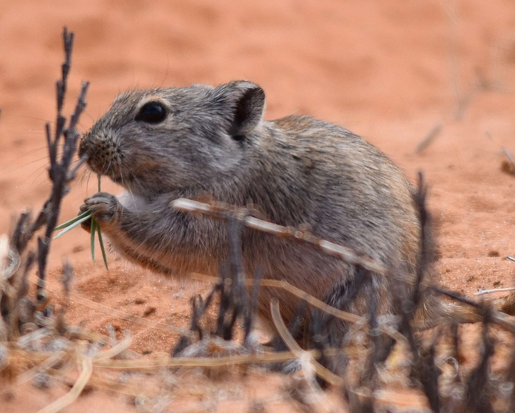 Image de Parotomys brantsii (A. Smith 1834)