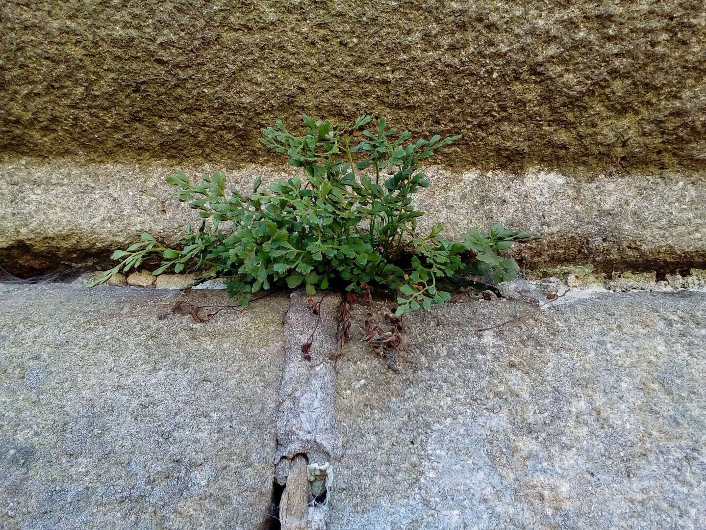 Sivun Asplenium ruta-muraria subsp. ruta-muraria kuva