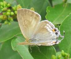 Imagem de Hypolycaena philippus philippus