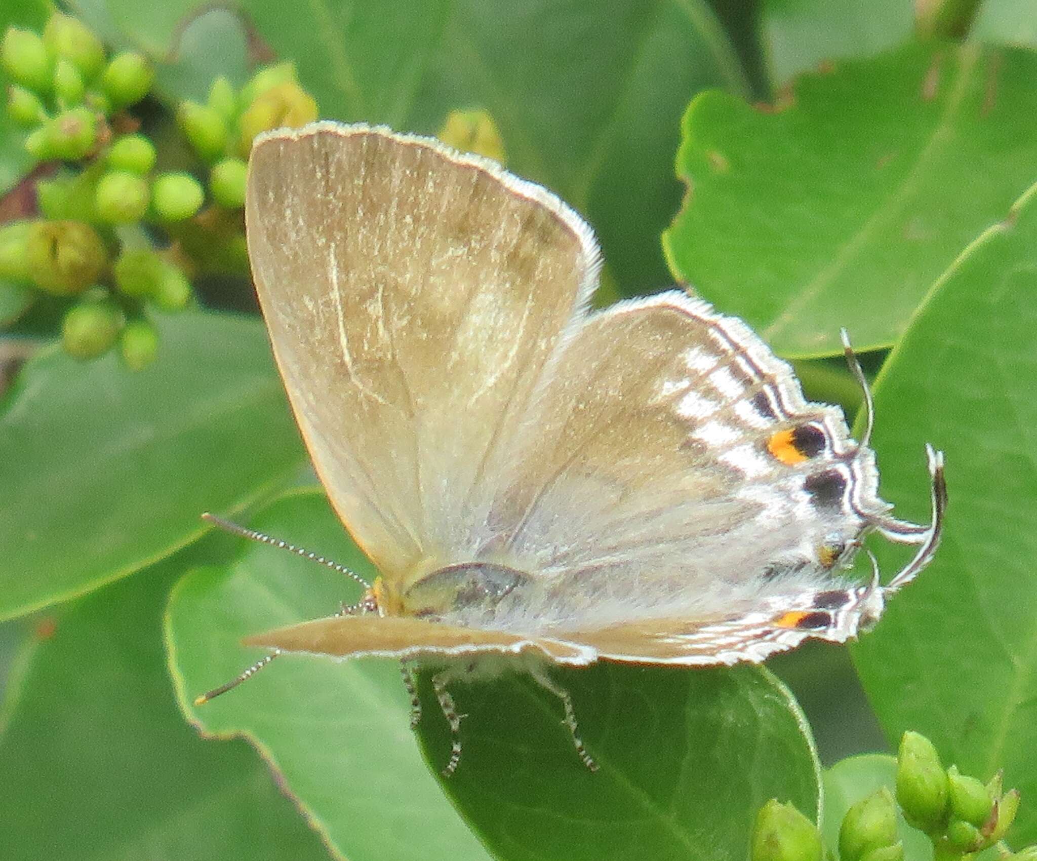 Слика од Hypolycaena philippus philippus