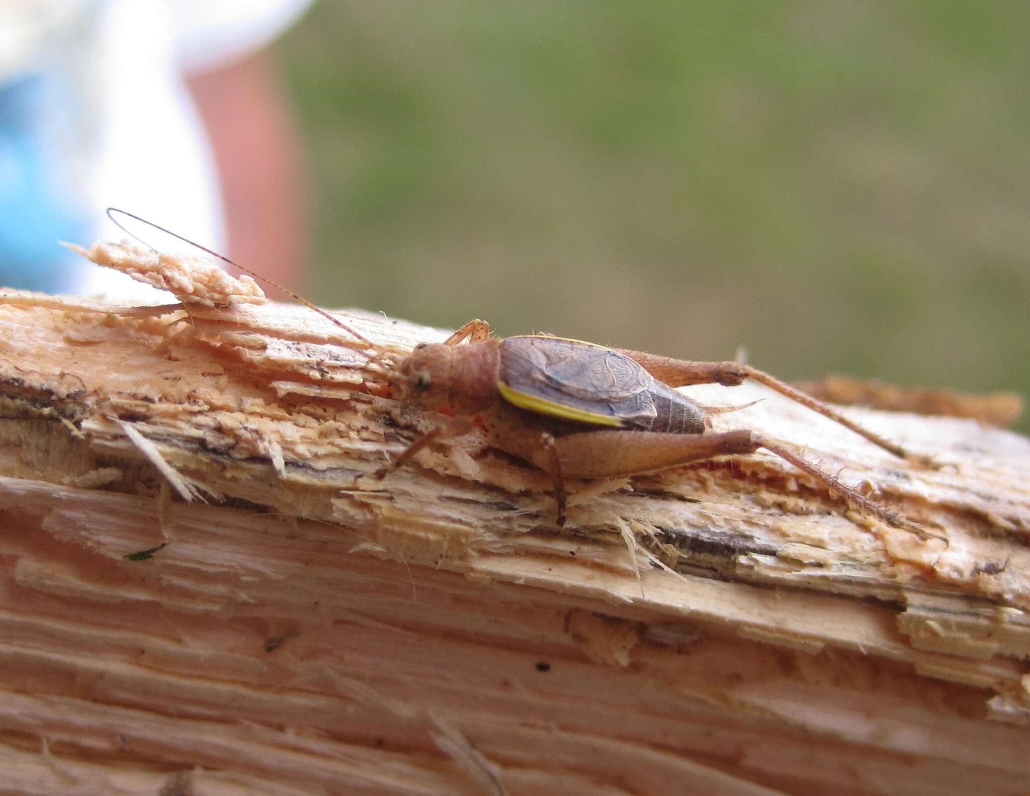 Image of Restless Bush Cricket