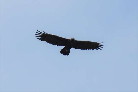 Image of Aquila chrysaetos chrysaetos (Linnaeus 1758)