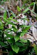 صورة Leichhardtia suaveolens (R. Br.) P. I. Forst.