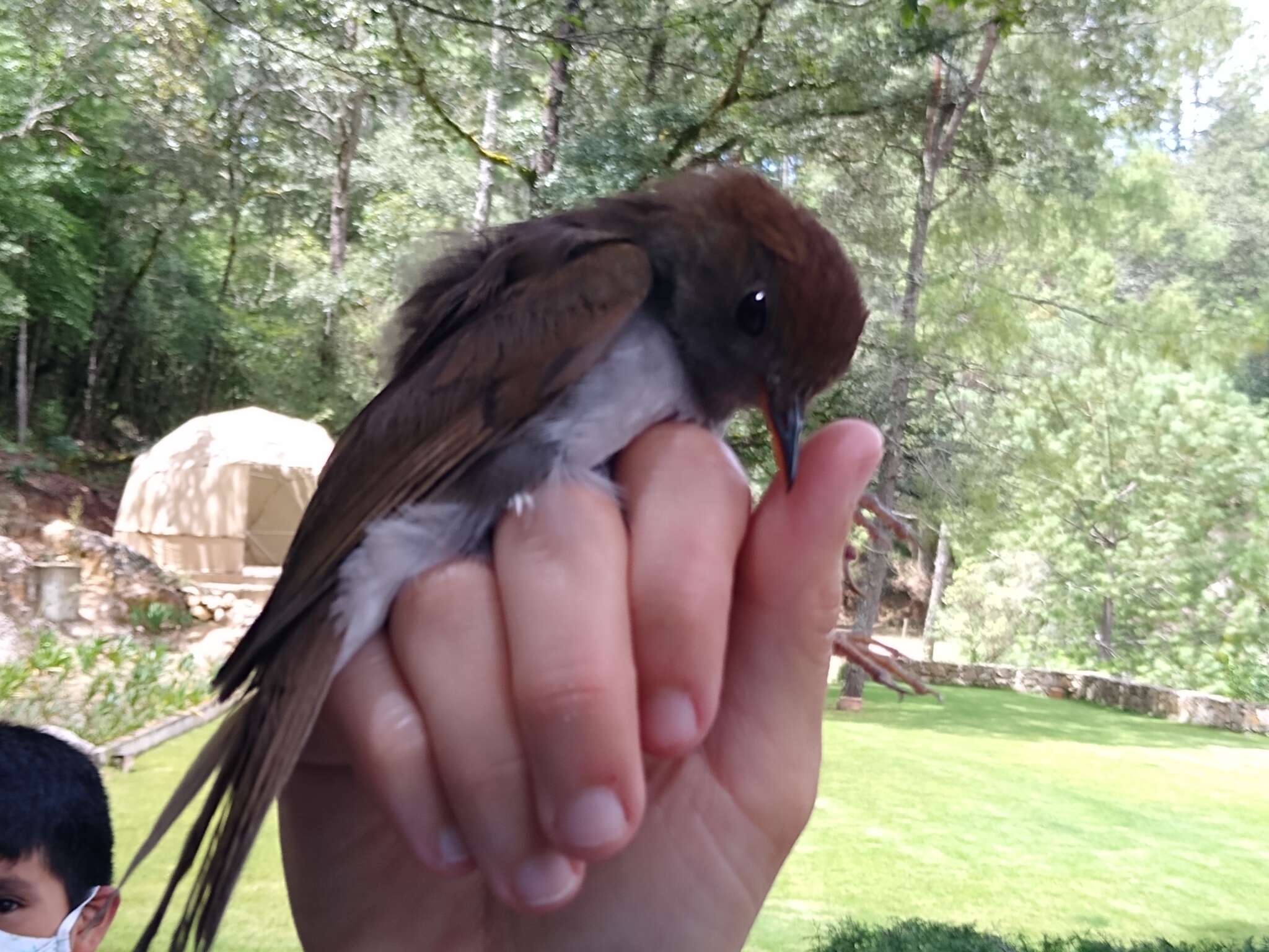 Image of Ruddy-capped Nightingale-Thrush