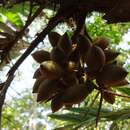 Image of Bactris mexicana Mart.