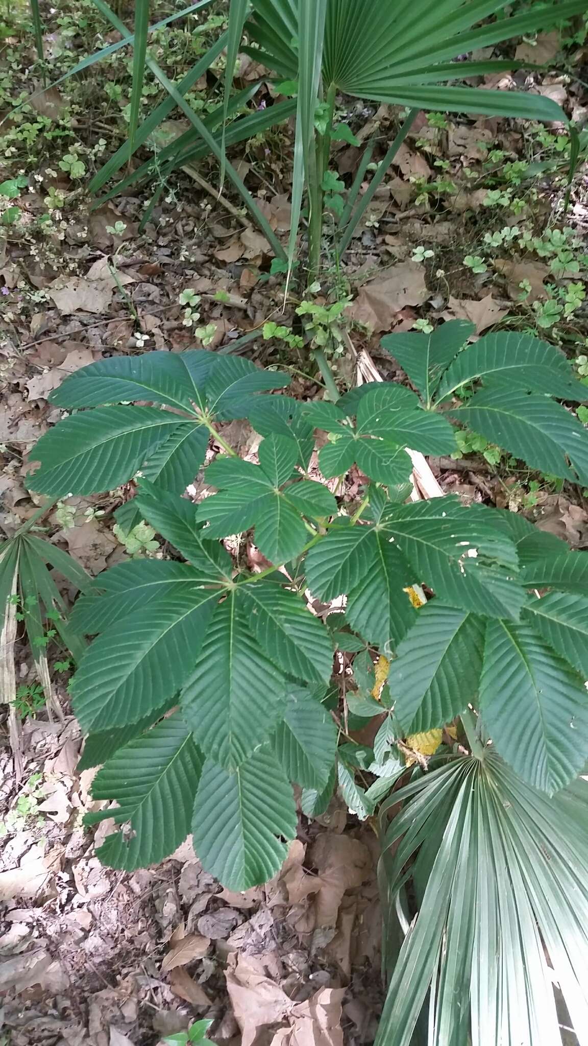 Imagem de Aesculus pavia L.