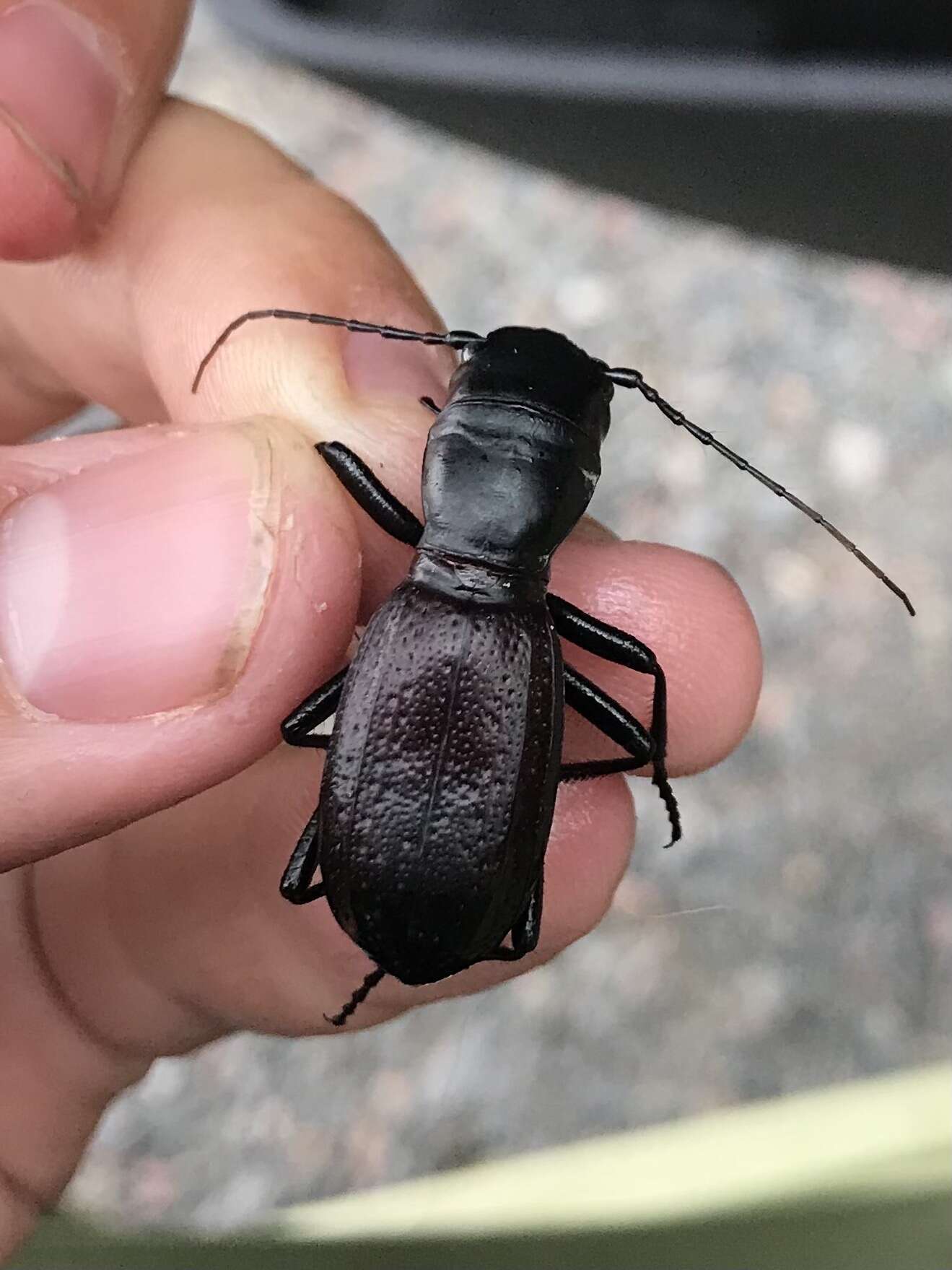 Image of Great Plains Giant Tiger Beetle