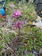 Image of Pedicularis amoena Adams ex Steven