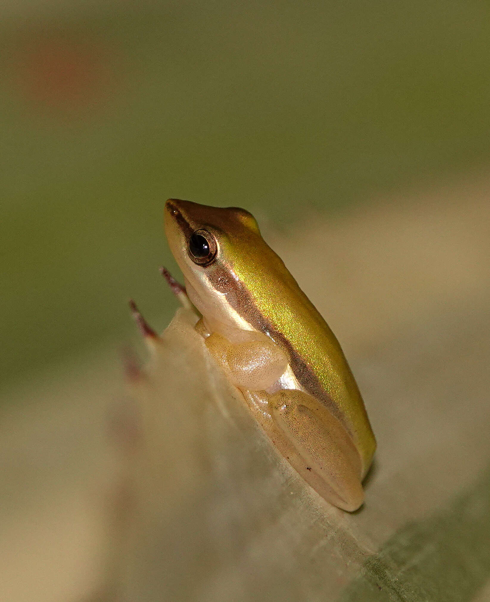 Image of Green Reed Frog