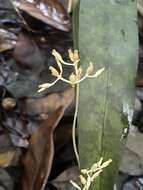 Image of parasitic ghostplant