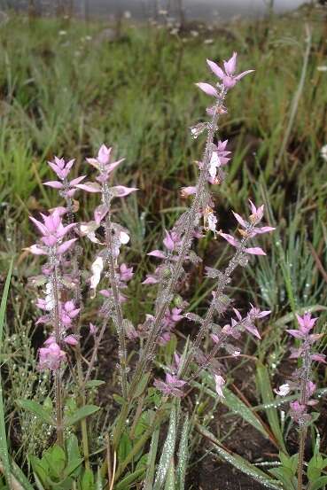 Imagem de Syncolostemon foliosus (S. Moore) D. F. Otieno