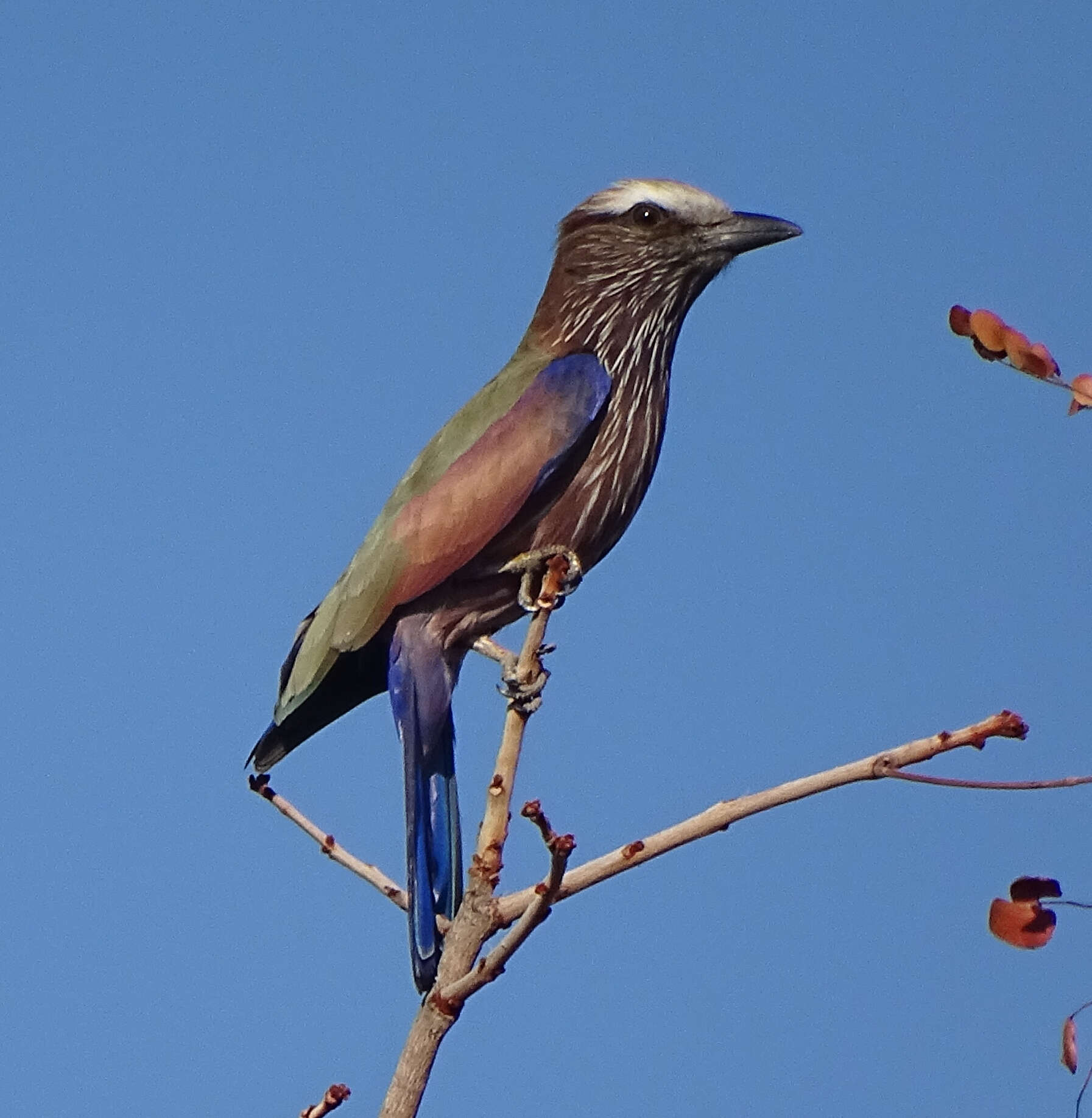 Image of Coracias naevius mosambicus Dresser 1890