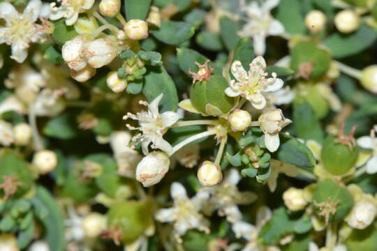 Sivun Monotaxis grandiflora Endl. kuva