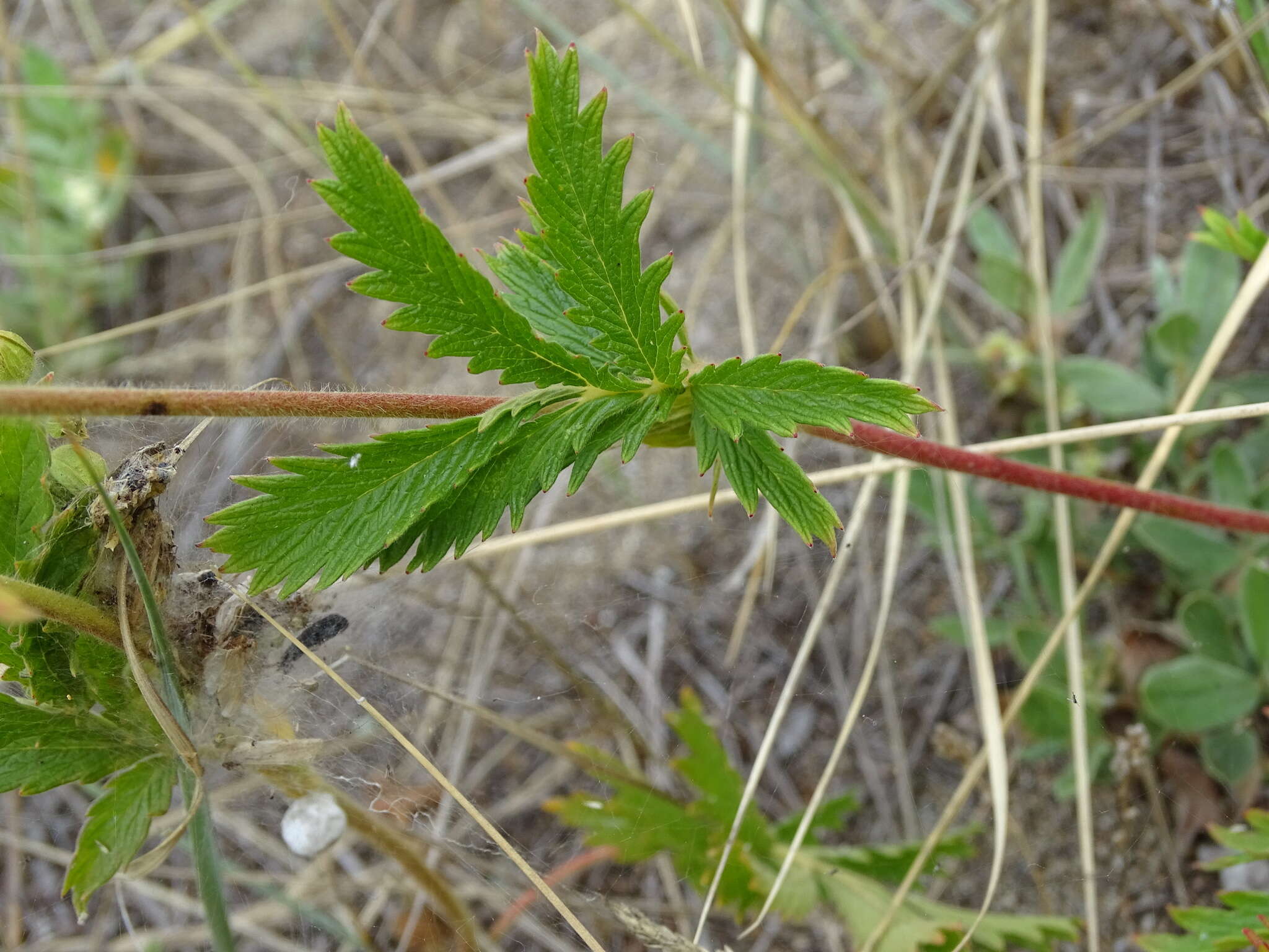 Image of Potentilla tanacetifolia