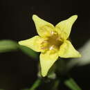 Image of Lithospermum rzedowskii J. I. Cohen